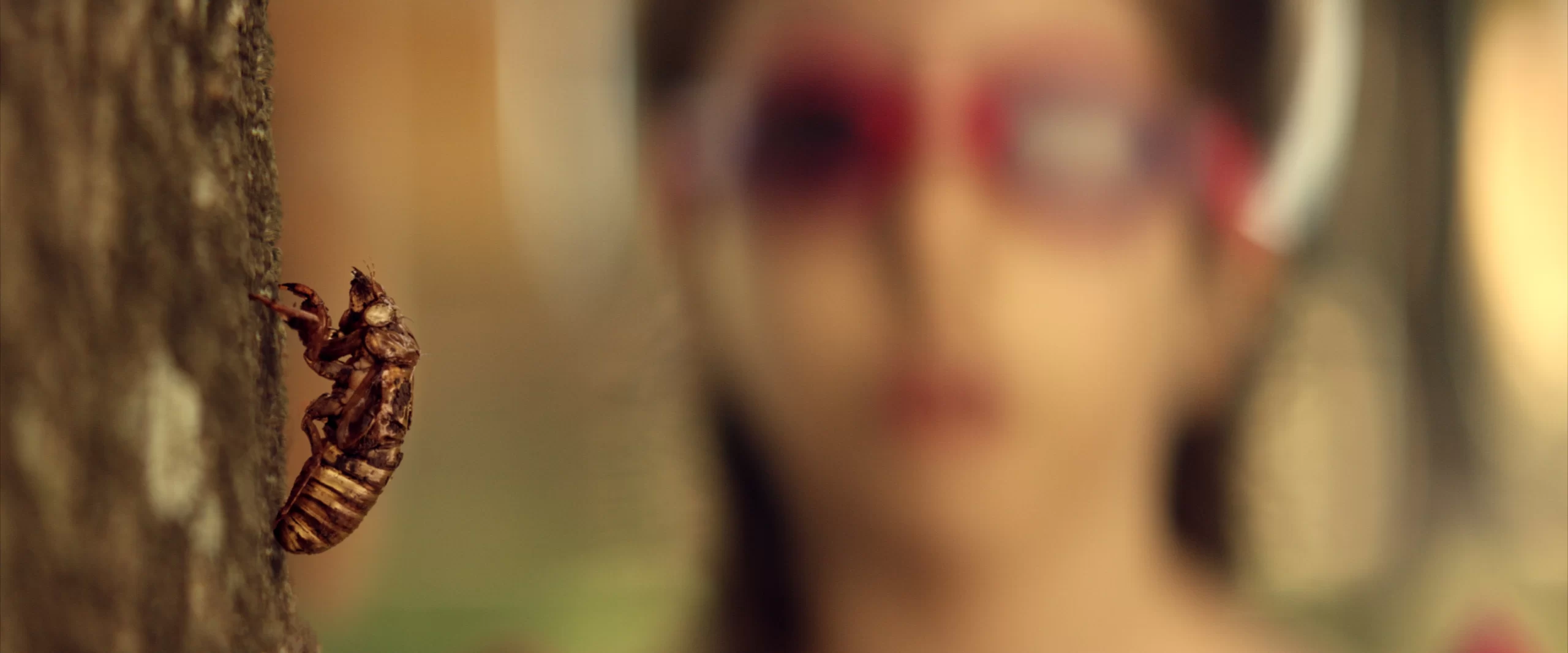 El Canto de las Cigarras (ECDLC) - Imagen 7