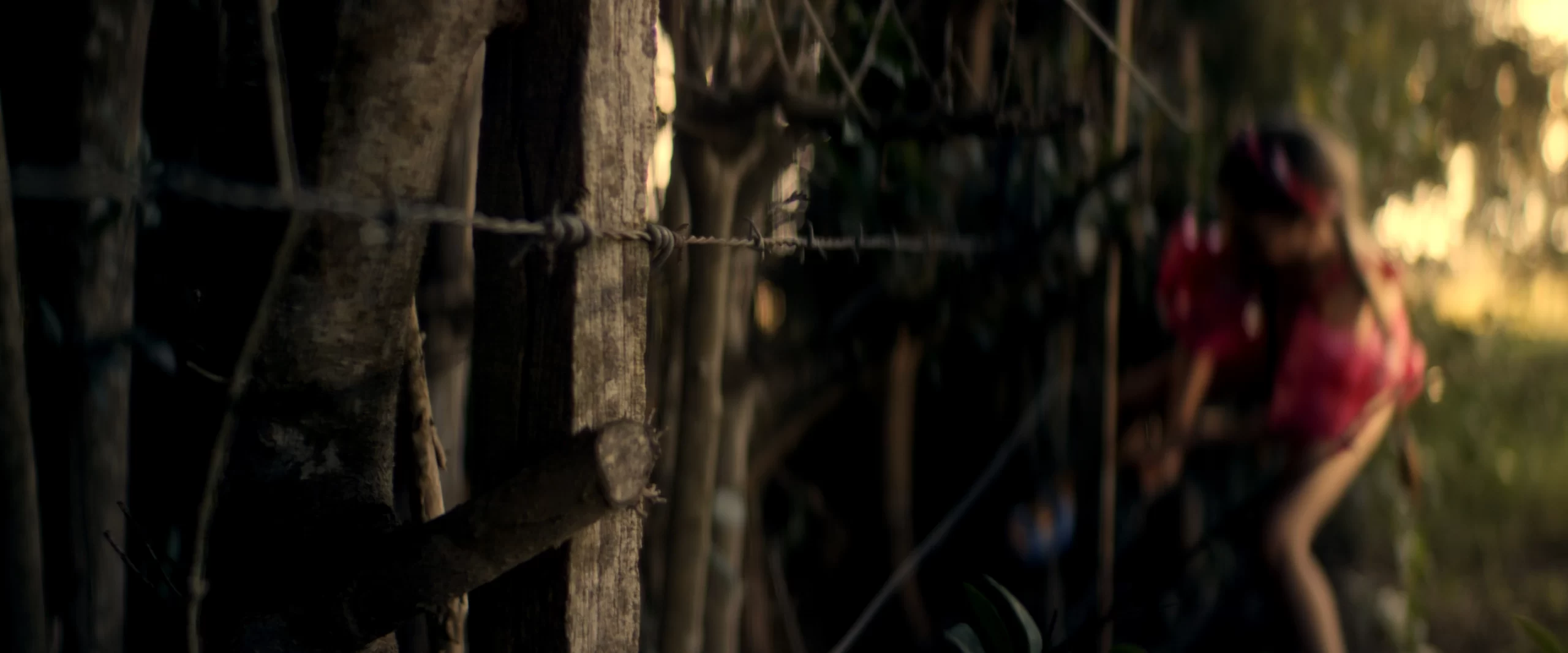 El Canto de las Cigarras (ECDLC) - Imagen 5