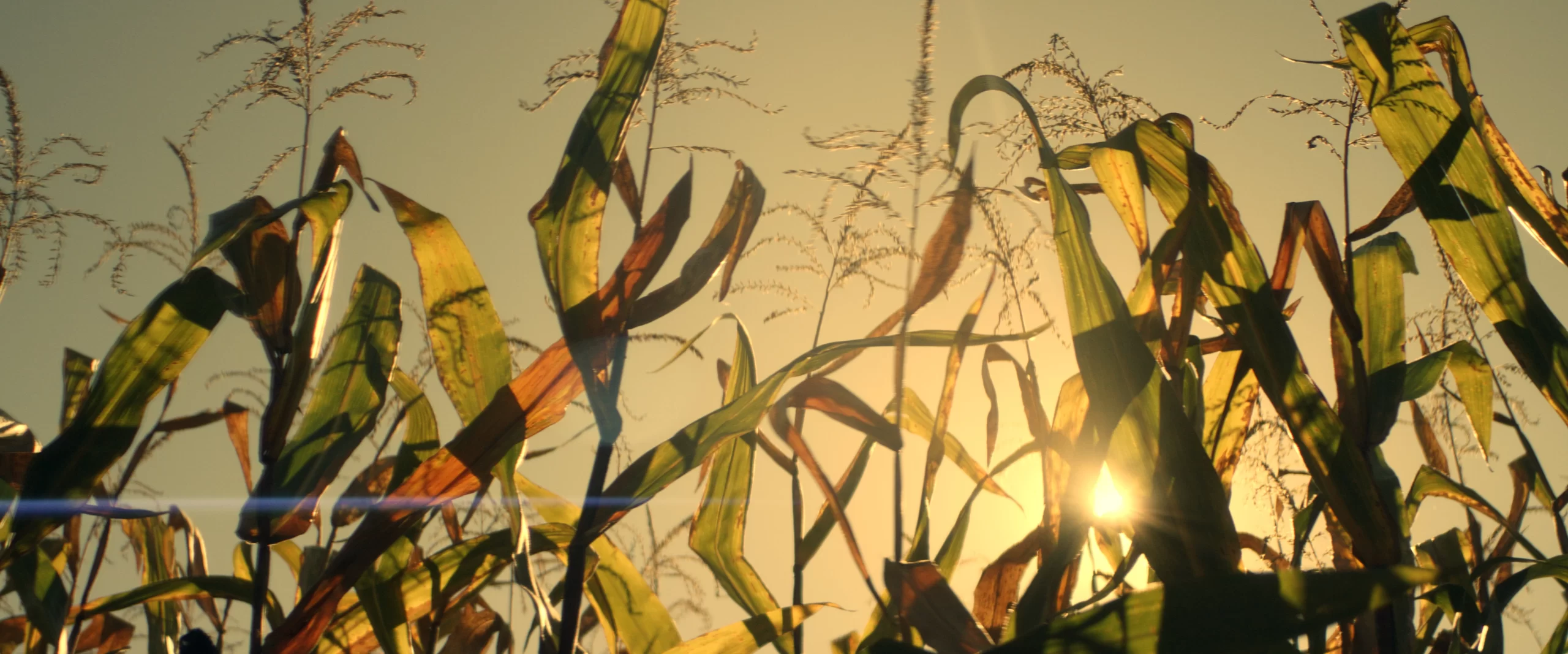 El Canto de las Cigarras (ECDLC) - Imagen 4